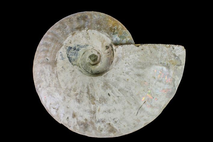 6" Silver Iridescent Ammonite (Cleoniceras) Fossil - Madagascar